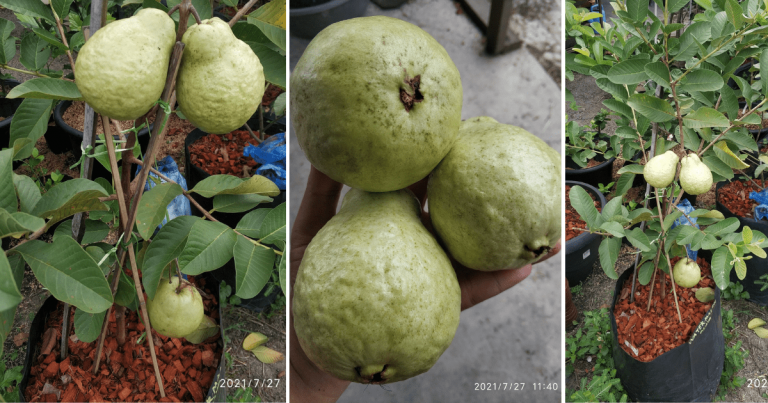 Tip Tanam Pokok Jambu Dalam Polibeg Saja. Pokok Kecil Tapi Dah Berbuah, Ini Caranya