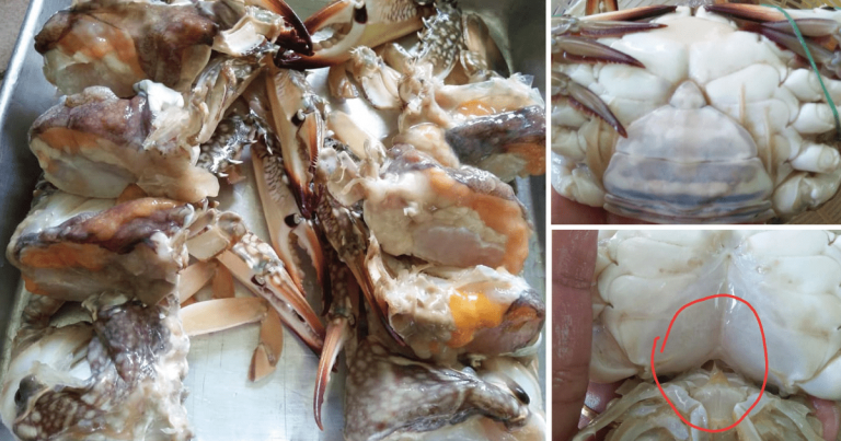 4 Tip Pilih Ketam Yang Padu Isinya & Penuh Telur. Kena Pandai Pilih Ketam Betina