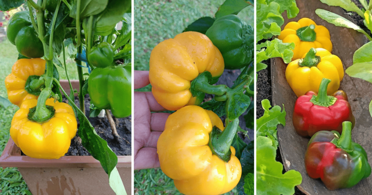 Tanam Capsicum Dalam Pasu, Buah Elok Subur Montel. Cambah Benih Tepi Singki Saja