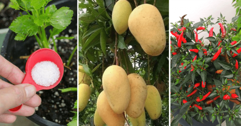 Tip Guna Garam Untuk Pokok Hasilkan Buah Yang Manis, Cili Lebih Pedas