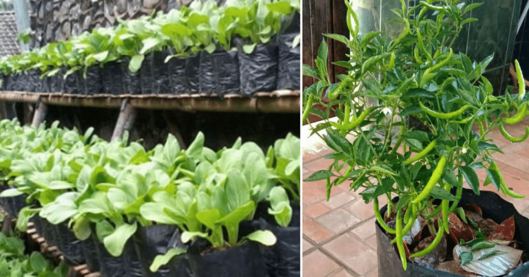 Tanam Sayur Dalam Polibeg, Tip Siraman Ini Kena Tahu. Elak Siram Lepas Pukul 5 Petang