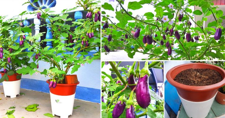 Guna Kaedah Nutripot Jika Nak Bercucuk Tanam Cara Mudah, Tak Perlu Siram Tapi Pokok Sayur Subur & Meriah Buah