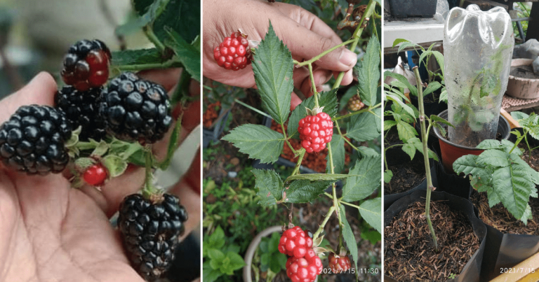 Tip Tanam Pokok Blackberry Dalam Pasu, Pilih Jenis Ini Supaya Mudah Berbuah & Tahan Lasak