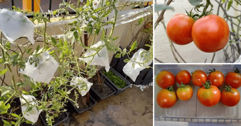 Tip Penjagaan Pokok Tomato Supaya Berbuah Banyak, Kena Buat Petua Jentik Bunga 