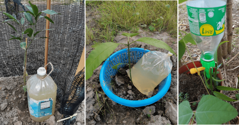 Tanaman Tak Layu Bila Balik Kampung, Buat Self Watering System Cara Bajet Ini