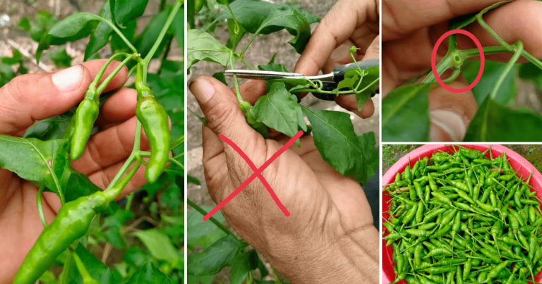 Cara Betul Petik Cili Supaya Pokok Cepat Berbuah Semula & Cili Tahan Lama