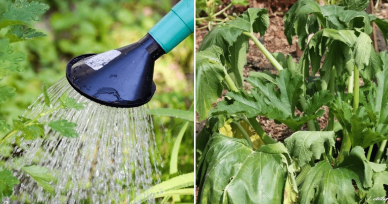 Elak Siram Tanaman Pada 2 Waktu Ini, Boleh Buat Pokok Mati
