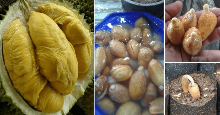 Cara Tanam Durian Dari Bijinya. Rendam Dulu, Pilih Yang Naik Tunas & Semai Ikut Cara Ini