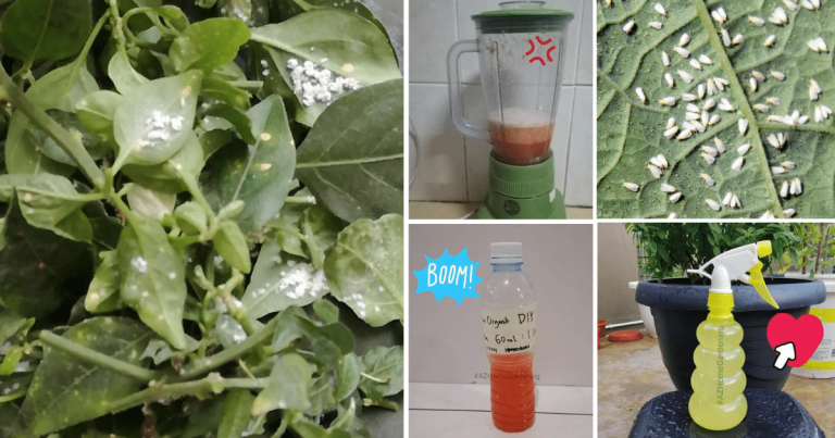 DIY Racun Organik Mudah Untuk Selamatkan Pokok Sayur Dari Serangan Lalat Putih. Guna 3 Bahan Saja