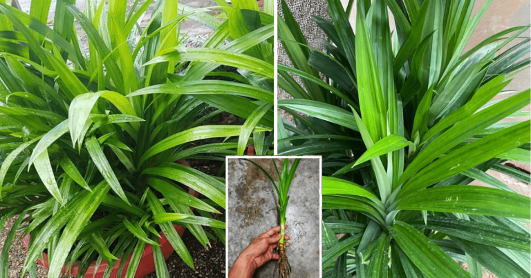 Tip Tanam Pokok Pandan Dalam Pasu Supaya Merimbun Dan Segar