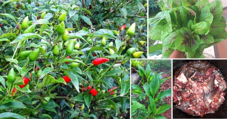 Cara Buat Air Siraman Terbaik Untuk Suburkan Tanaman, Guna Sisa Ikan & Gula Merah