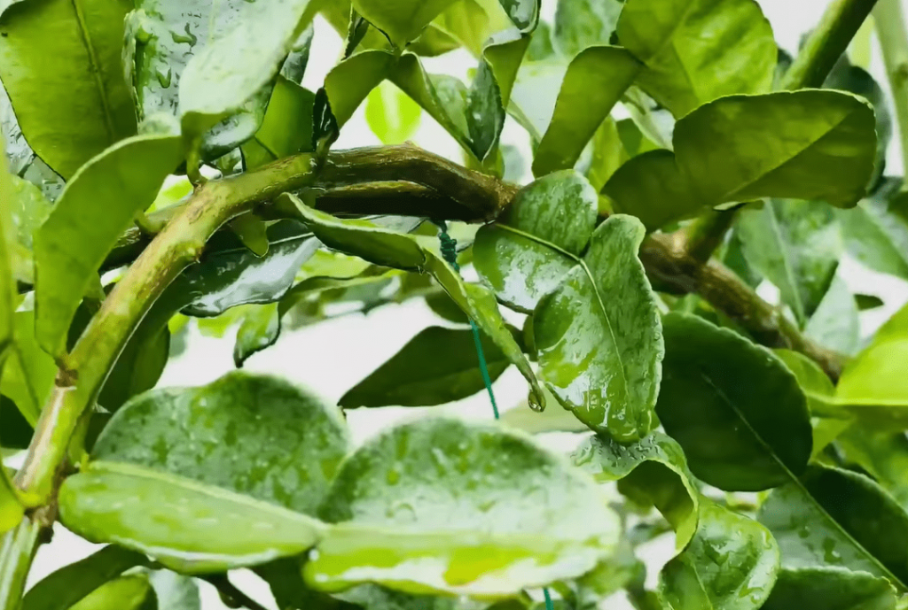 Pokok Dan Ranting Pokok Limau Purut Buah & Daun Tak Lebat, Buat Teknik Tarik & Lentur Ranting