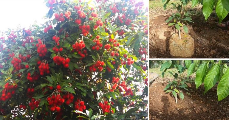 Tip Tanam Pokok Rambutan Supaya Cepat Berbuah, Buat Begini Sebelum & Selepas Tanam