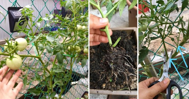 Kalau Nak Pokok Tomato Cepat Naik & Berbuah Tanam Guna Keratan Tunas Air. Ini Caranya