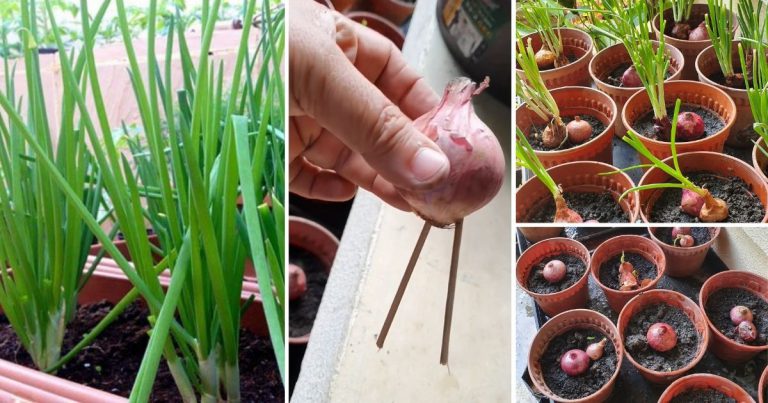 Tip Tanam Daun Bawang, Cucuk Dengan Lidi Dulu Supaya Tak Busuk & Boleh Tuai Banyak Kali