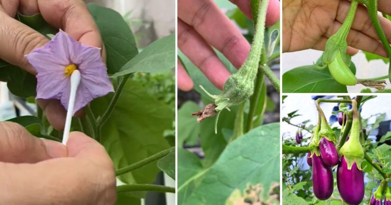 Pokok Terung Berbunga Tapi Asyik Gugur, Tak Jadi Buah. Boleh Guna Teknik Pendebungaan Manual Ini