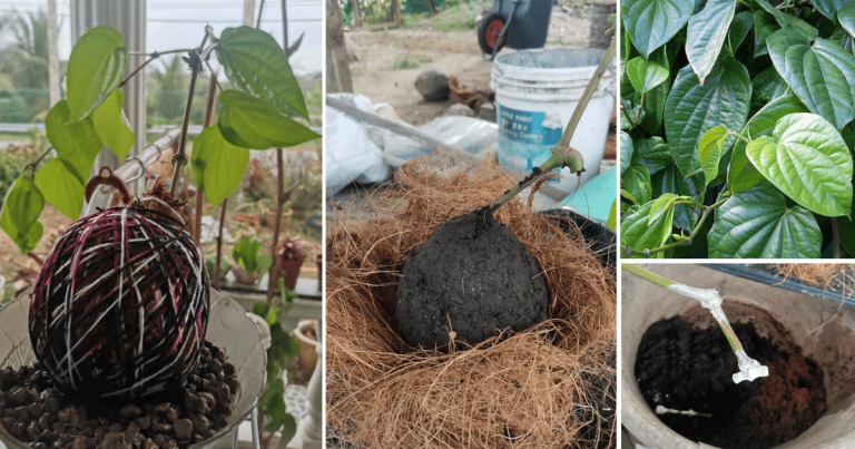 Cara Lain Tanam Pokok Sirih, Guna Teknik Kokedama. Boleh Gantung Atau Letak Dalam Mangkuk Saja