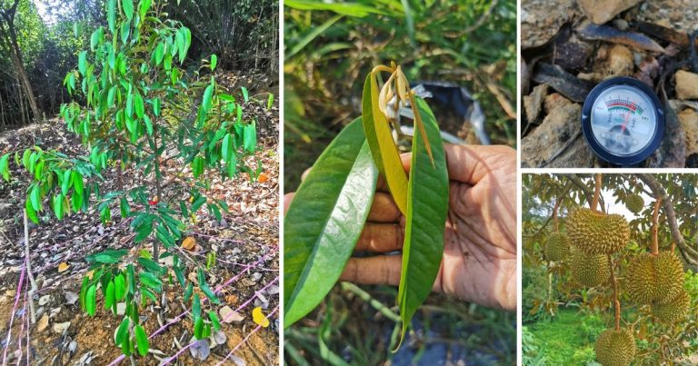 Kalau Beli Anak Pokok Durian, Ikut Tip Penjagaan Ini Supaya Pokok Sihat & Subur