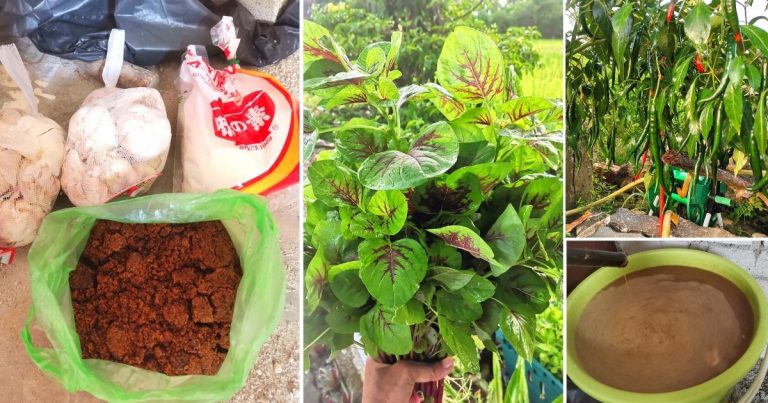 DIY Baja Organik Mudah & Murah, Elok Untuk Pokok Sayur, Buah & Bunga. Tanaman Subur & Tak Kena Serangan Perosak