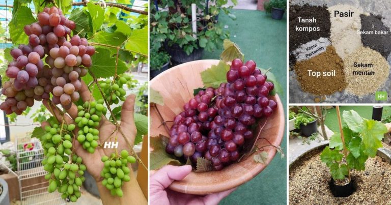 Tanam Pokok Anggur Di Laman Rumah, Lelaki Ini Kongsi Cara Penanaman Supaya Pokok Tumbuh Subur