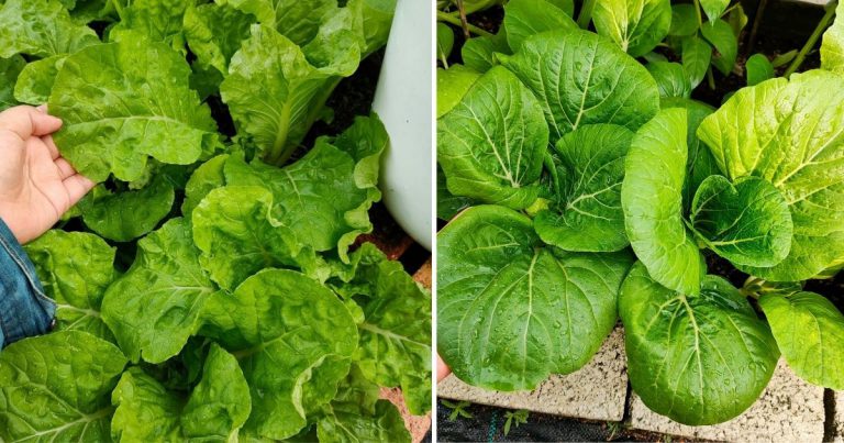 Cara Tanam Sayur Berdaun Tanpa Perlu Baja Tapi Tetap Subur