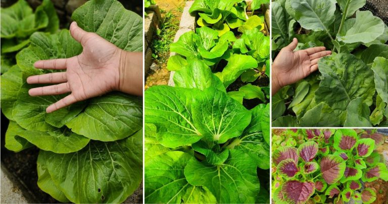 Tip Pokok Sayur Subur, Gemuk & Lebar Daunnya. Tak Perlu Baja & Racun Kimia Cuma Guna 2 Tip Ini Saja