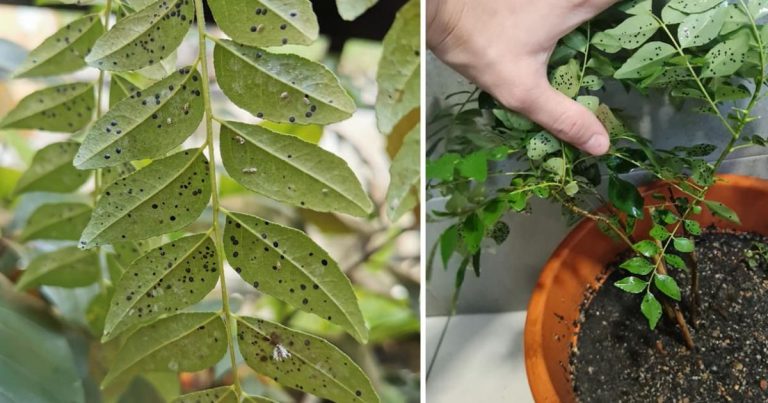Kalau Pokok Kari Kena Masalah Bintik Hitam, Segera Buat Langkah Ini Untuk Rawat