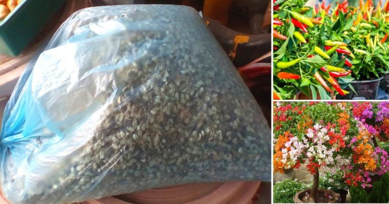 Kepala Ikan Bilis Pun Boleh Buat Baja, Berkesan Lebatkan Pokok Cili & Pokok Bunga