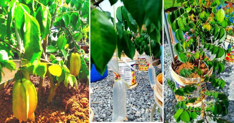 Tip Pokok Buah Tak Naik Meninggi, Paras Lutut Tapi Dah Berbuah