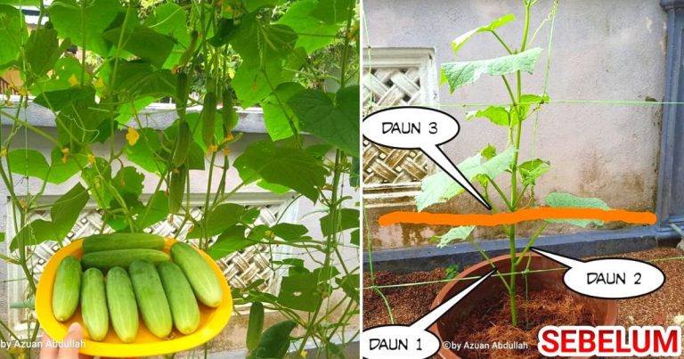 Tip Tanam Pokok Timun, Lepas 7 Hari Buang Daun Kotiledon Ini Supaya Pokok Cepat Besar & Tak Kena Penyakit