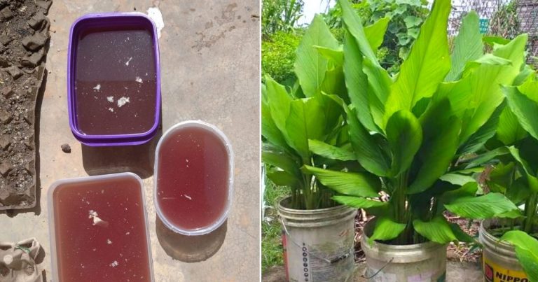 Setiap Kali Basuh Ikan, Simpan Air Basuhan Untuk Siram Pada Tanaman. Inilah Baja Organik Paling Banyak Khasiat