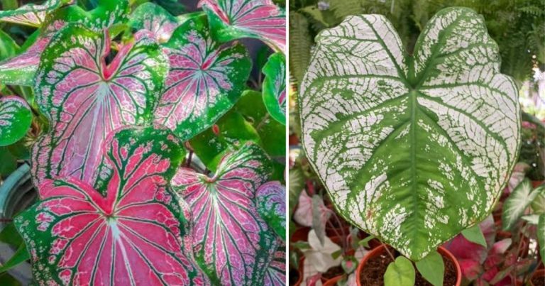 Tip Penjagaan Pokok Keladi Hiasan Supaya Daunnya Lebat & Subur