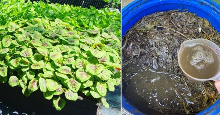 Buat Baja Guna Rumput Liar Pun Boleh. ‘Zero’ Modal Tapi Hasilnya Memang Subur Tanaman!