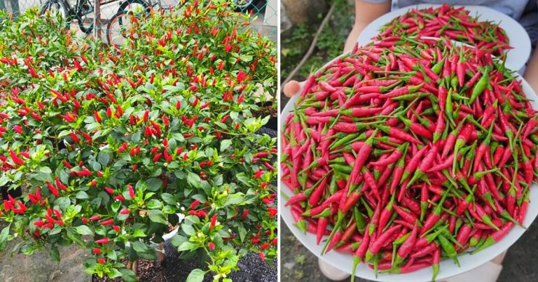 5 Tip Penjagaan Pokok Cili Yang Ditanam Di Rumah Supaya Berbuah Lebat & ‘Gemuk’ Macam Ini