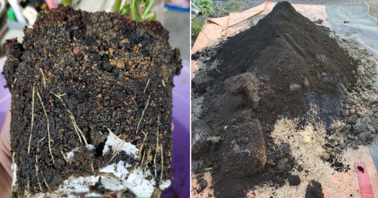 Sebelum Tanam Pokok Baru Dalam Pasu, Tanah Lama Kena Suburkan Dulu. Ini Langkahnya