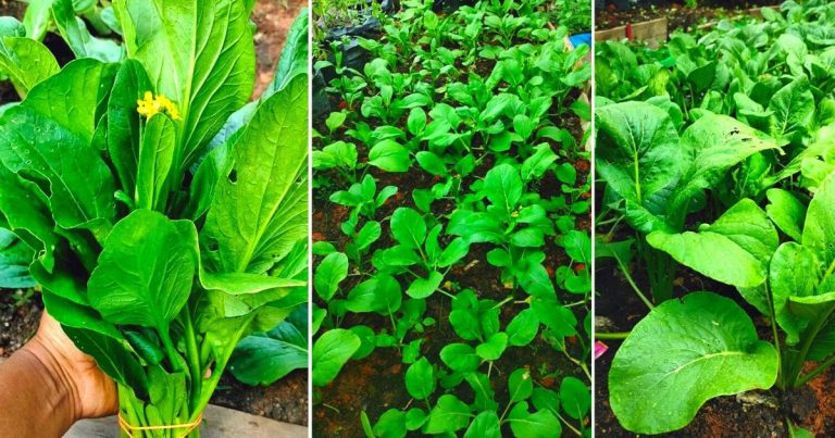 Baru Nak Belajar Tanam Sayur, Boleh Mula Dengan Sawi. Ikut Saja Aturan Penanaman Ini