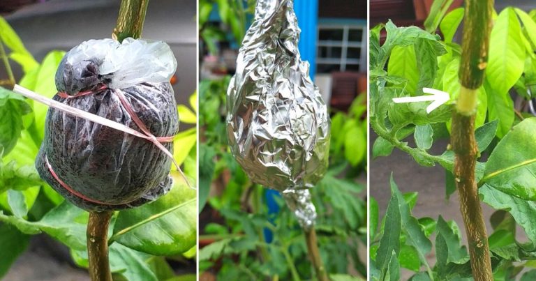 Tut Pokok Cara Paling Mudah Supaya Pokok Cepat Berbuah & Lebat Hasilnya