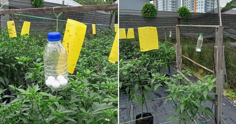 Elak Tanaman Kena Serangan Perosak, Boleh Cuba Gantung Ubat Gegat