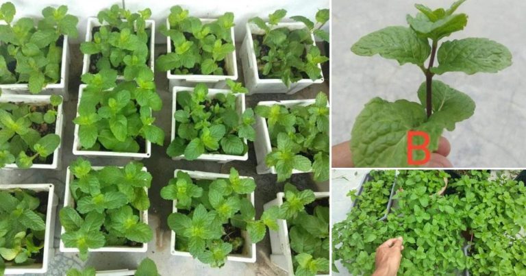 Tip Mudah Tanam Pokok Pudina, Tak Sampai Sebulan Boleh Biak Berpuluh-Puluh Pokok