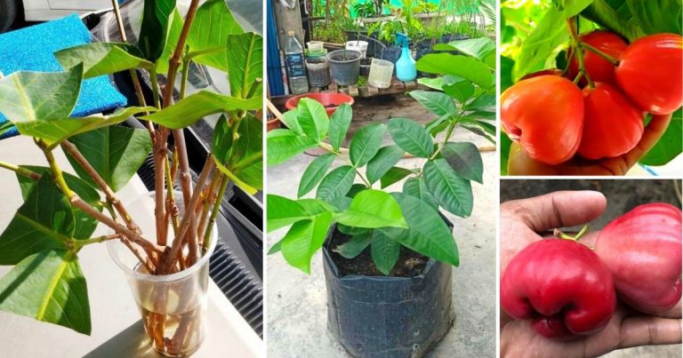 Cara Tanam Pokok Jambu Madu Paling Mudah, Kerat Ranting Dan Semai. Banyak Pokok Boleh Dapat