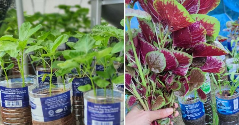 Buat Projek Tanam Sayur Dalam Botol Mineral Gara-Gara Sayang Nak Buang. Penjagaan Pun Lagi Mudah