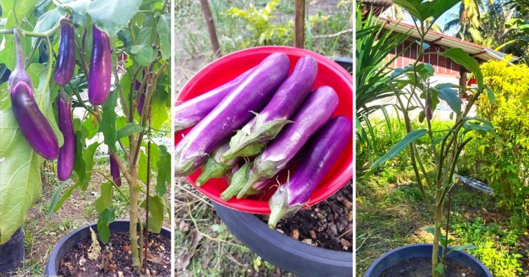 Tip ‘Mudakan’ Semula Pokok Terung Tua Supaya Kembali Berbuah Lebat & Subur