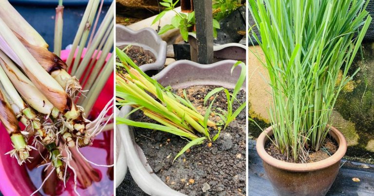 Kalau Tanam Serai Dalam Pasu Tanam Secara Serong Supaya Pokok Lagi Cepat Besar