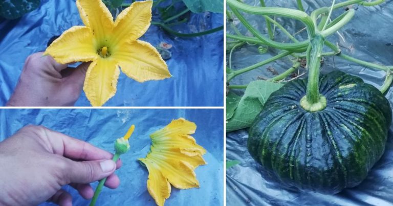Kalau Tanam Pokok Labu, Bantu ‘Kahwinkan’ Bunga Labu Supaya Jadi Buah. Ini Caranya