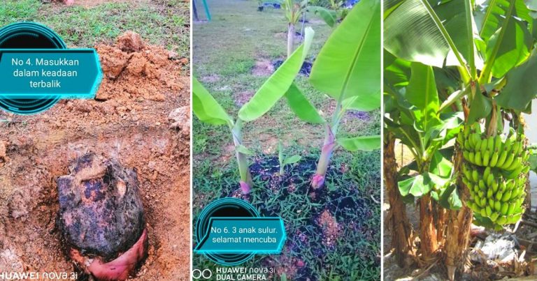 Kelebihan Tanam Pokok Pisang Cara Terbalik. Anak Pisang Banyak, Pokok Kukuh & Berbuah Rendah