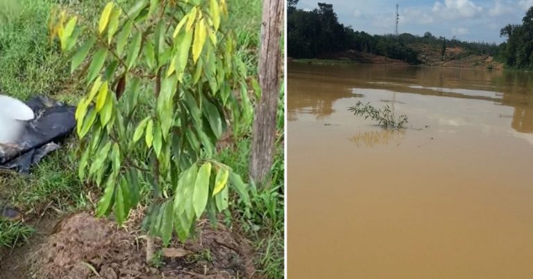 2 Cara Berkesan Untuk Rawat & Selamatkan Anak Pokok Durian Yang Ditenggelami Air