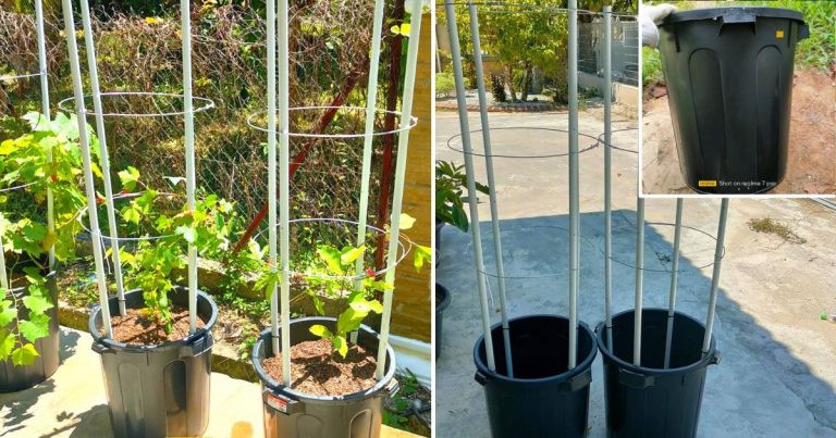 Tip Mudah Tanam Pokok Sayur Menjalar, Tanam Dalam Tong Ini Saja! Begini Cara Buatnya