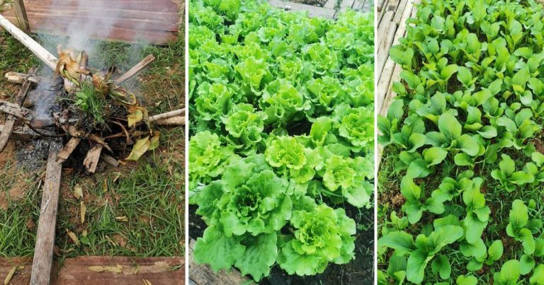 Sebelum Tanam Bakar Rumput Liar & Sisa Ikan, Tip Pokok Sayur Subur & Cepat Tuai