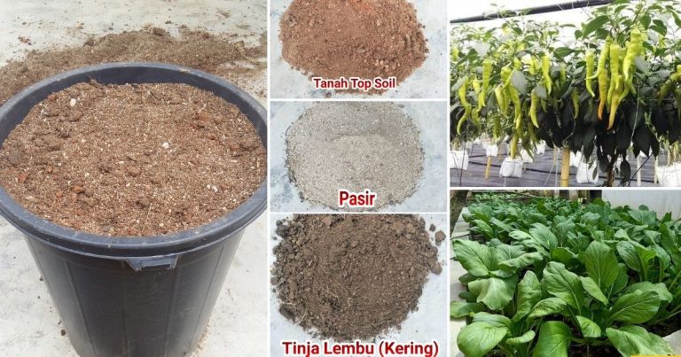 Kelebihan Guna Tanah Campuran Buatan Sendiri Untuk Bercucuk Tanam, Ikut Sukatan Ini Untuk Sediakannya