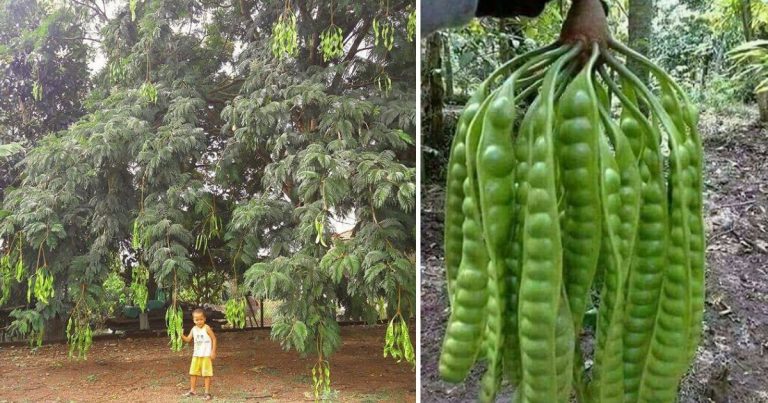 Tip Tanam Pokok Petai, Bersila Pun Boleh Petik
